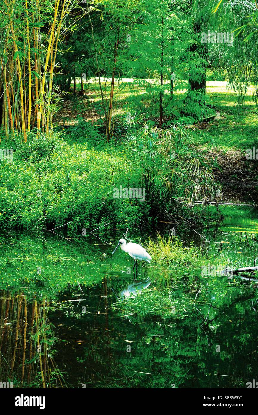 Königlicher Löffelschnabel, der in den Untiefen im botanischen Garten watet Stockfoto