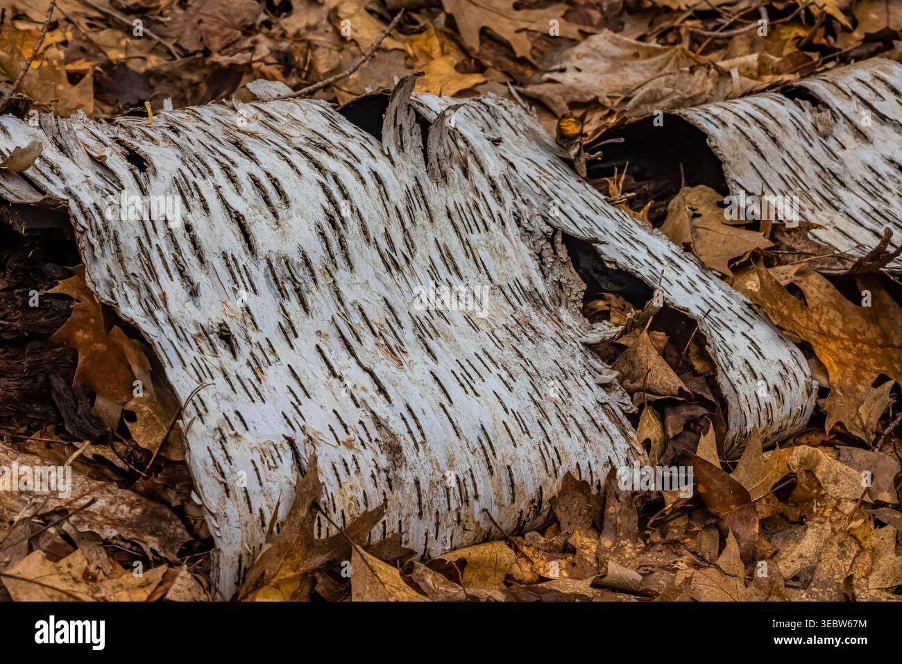 Rotting Paper Birch, Betula papyrifera, Log im Emily Min Hunt Nature Preserve im Presque Isle County, Michigan, USA Stockfoto