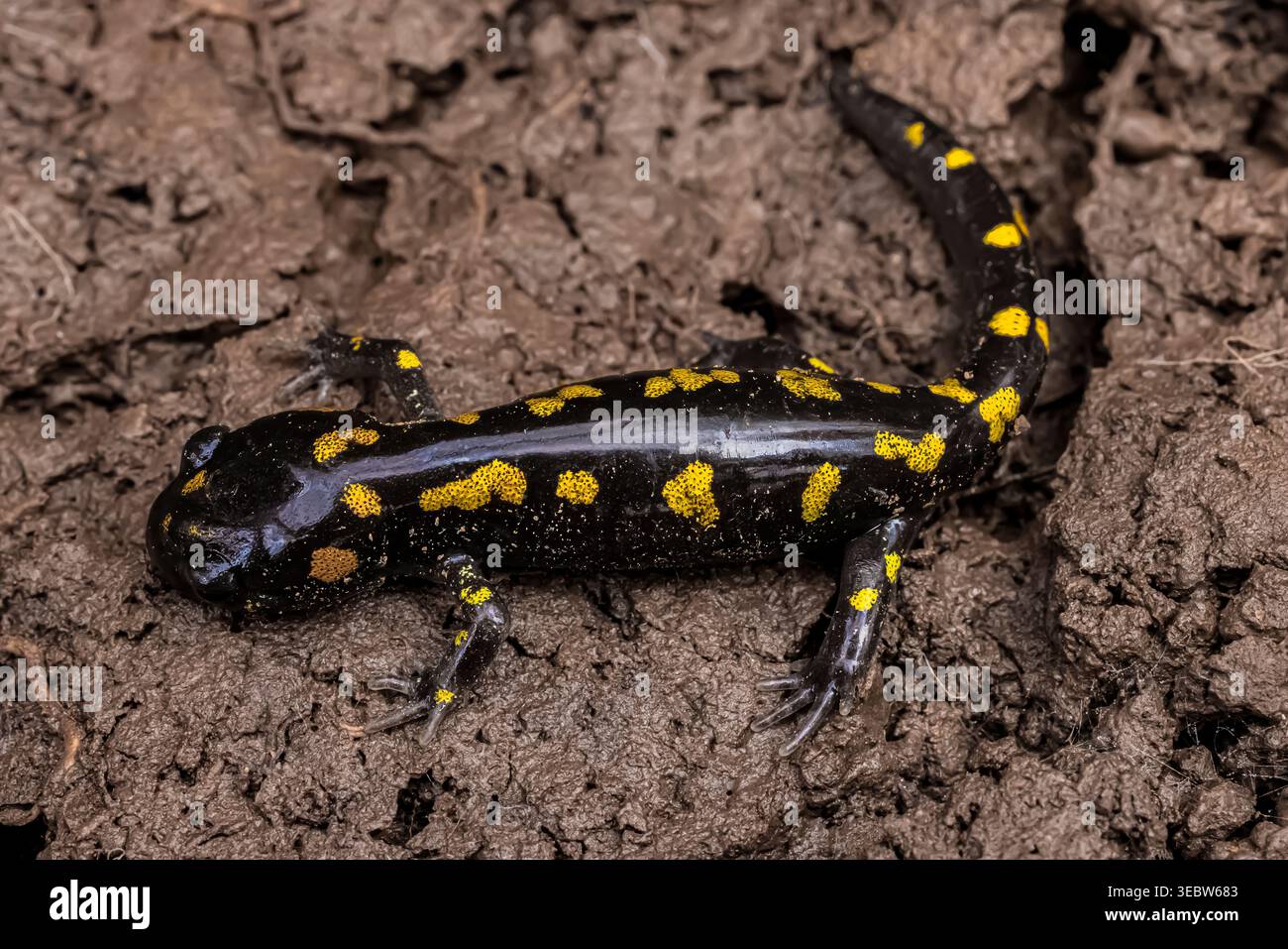 Gefleckter Salamander, Ambystoma maculatum, unter einem Kalkstein im Emily Min Hunt Nature Preserve im Presque Isle County, Michigan, USA Stockfoto