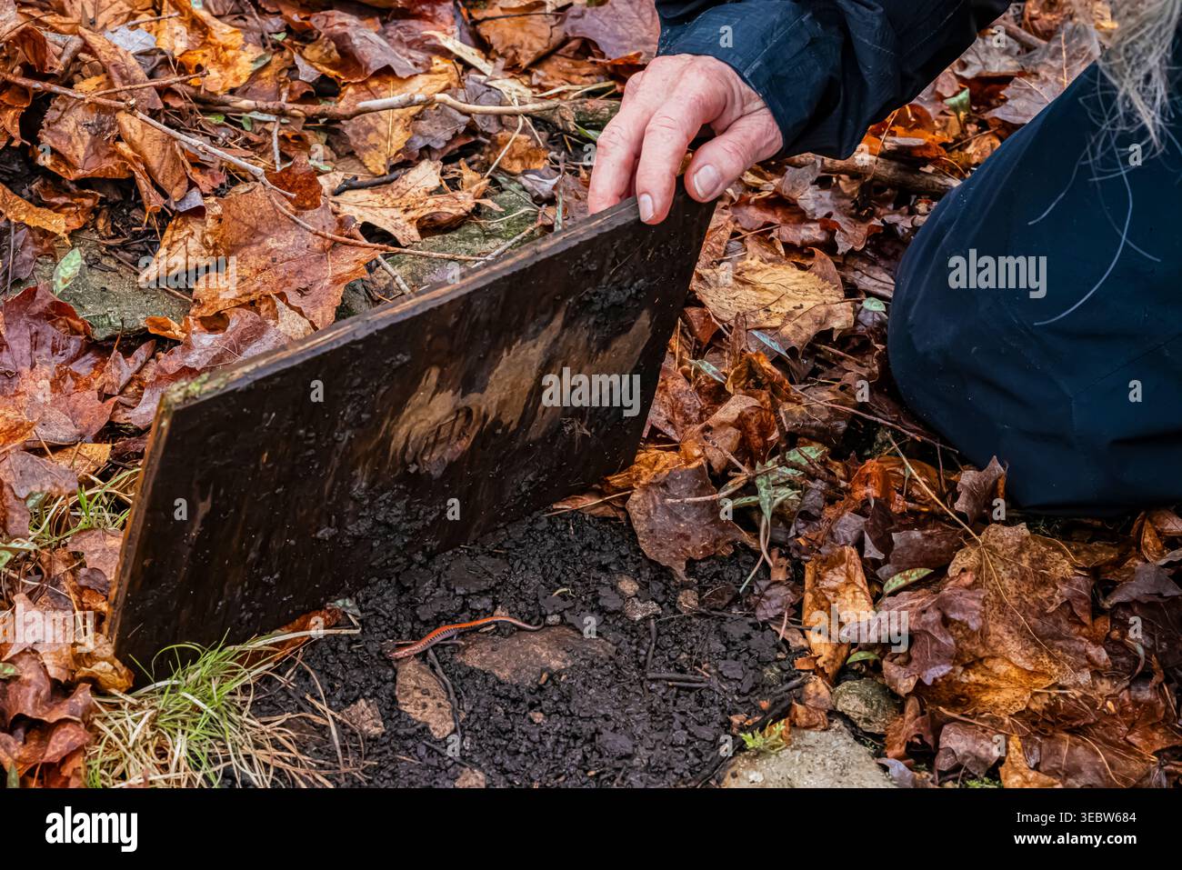 Teilnahme an einer Studie zur Citizen Science im Frühjahr Salamander Survey im Emily Min Hunt Nature Preserve von Huron Pines im Presque Isle County, Michigan, USA Stockfoto