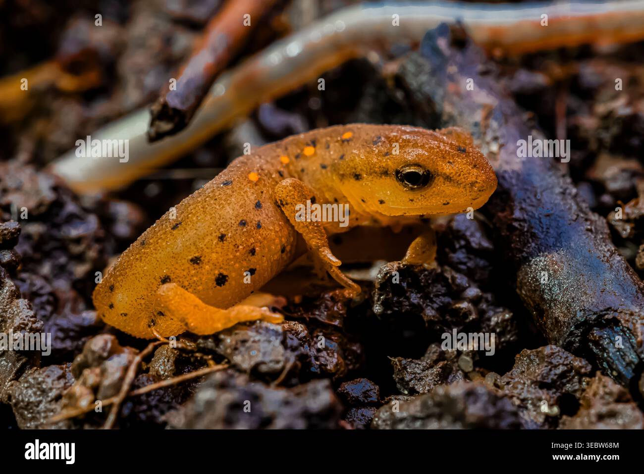 Notophthalmus viridescens, der bei einer Spring Salamander Survey im Emily Min Hunt Nature Preserve im Presque Isle County, Michigan, U, gefunden wurde Stockfoto