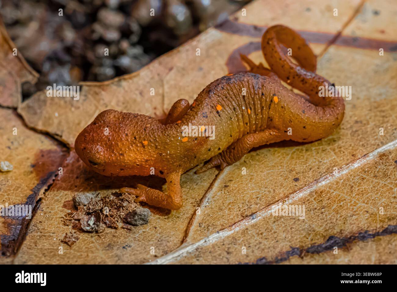 Notophthalmus viridescens, der bei einer Spring Salamander Survey im Emily Min Hunt Nature Preserve im Presque Isle County, Michigan, U, gefunden wurde Stockfoto