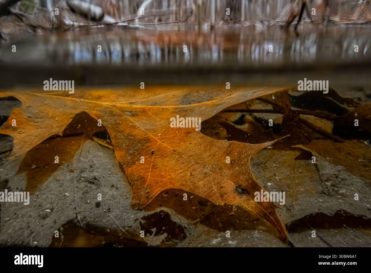 Vernal Pool im Emily Min Hun Nature Preserve im Presque Isle County, Michigan, USA Stockfoto
