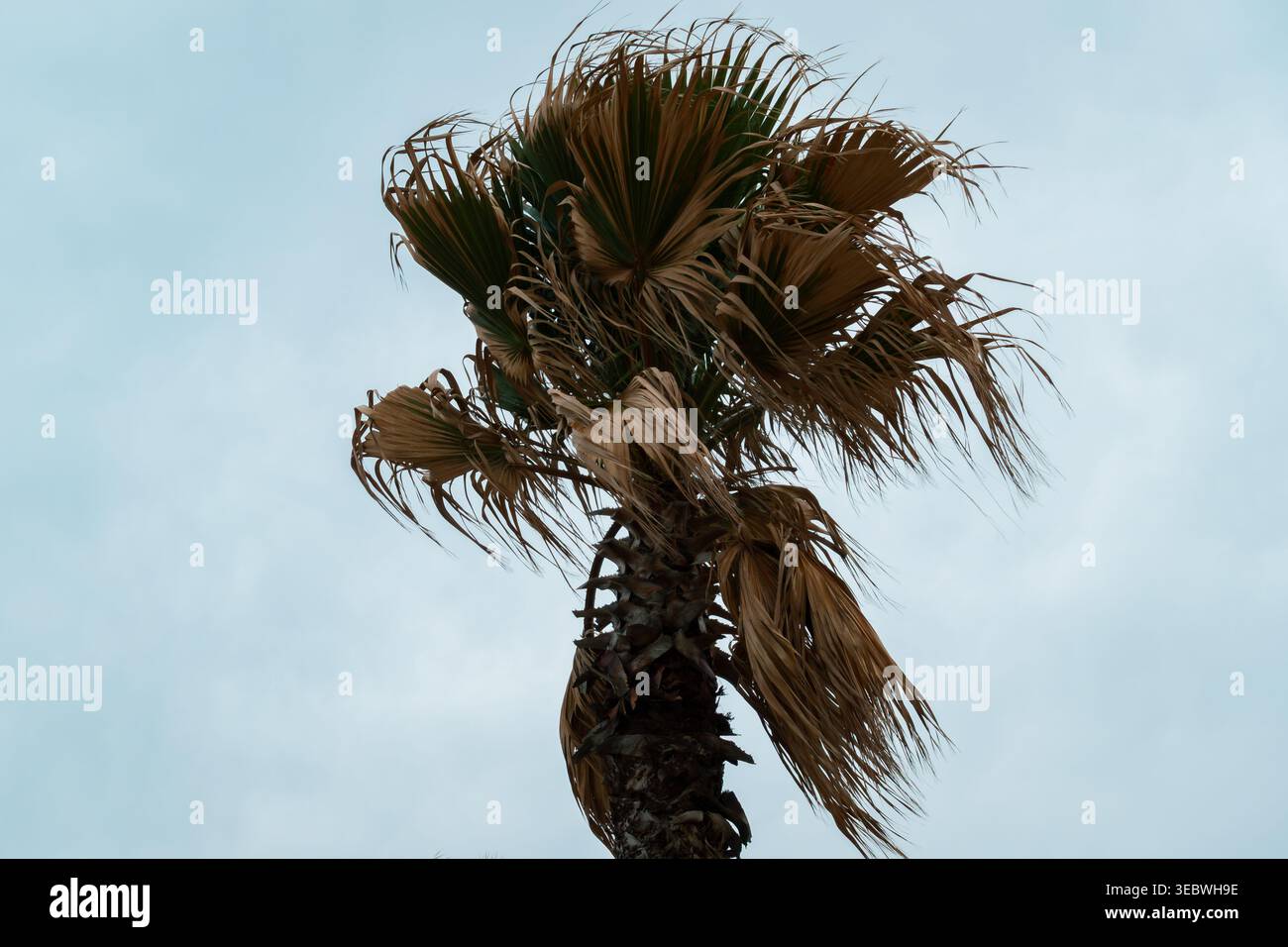 Windgepeitschte Palme unter bewölktem Himmel Stockfoto