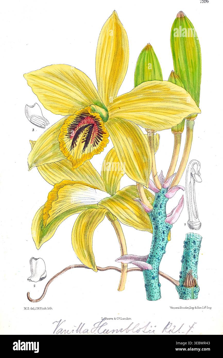 Botanische Zeichnung mit den komplizierten Details einer leuchtend gelben Vanilla humboldtii Orchidee mit dunklem Hals, blühendem Stiel, ungeöffneten Knospen und anatomischen Details. Aus der Beschreibung der Orchideengattungen von Kraenzlin, Fritz, 1847-1934, erschienen in Berlin zwischen 1880 und 1908. Deutscher Botaniker und Orchideologe. Friedrich Wilhelm Ludwig Kränzlin (1847–1934) führte die Arbeit von John Lindley, „Vater der Orchidologie“, und Heinrich Gustav Reichenbach (1823–1889), dem führenden deutschen Orchidologen des 19. Jahrhunderts, fort und identifizierte und klassifizierte viele neue Orchideengattungen und Spezies Stockfoto