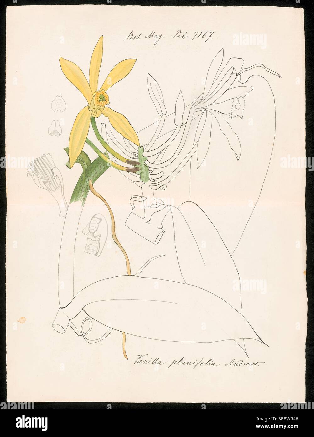 Botanische Zeichnung der Vanilla planifolia-Orchidee mit einer gelb blühenden Pflanze mit grünem Stamm und umrissenen Blättern, die historische wissenschaftliche Kunstwerke aus einer botanischen Zeitschrift zeigt. Aus der Beschreibung der Orchideengattungen von Kraenzlin, Fritz, 1847-1934, erschienen in Berlin zwischen 1880 und 1908. Deutscher Botaniker und Orchideologe. Friedrich Wilhelm Ludwig Kränzlin (1847–1934) führte die Arbeit von John Lindley, „Vater der Orchidologie“, und Heinrich Gustav Reichenbach (1823–1889), dem führenden deutschen Orchidologen des 19. Jahrhunderts, fort und identifizierte und klassifizierte viele neue Orchideengattungen und -s Stockfoto