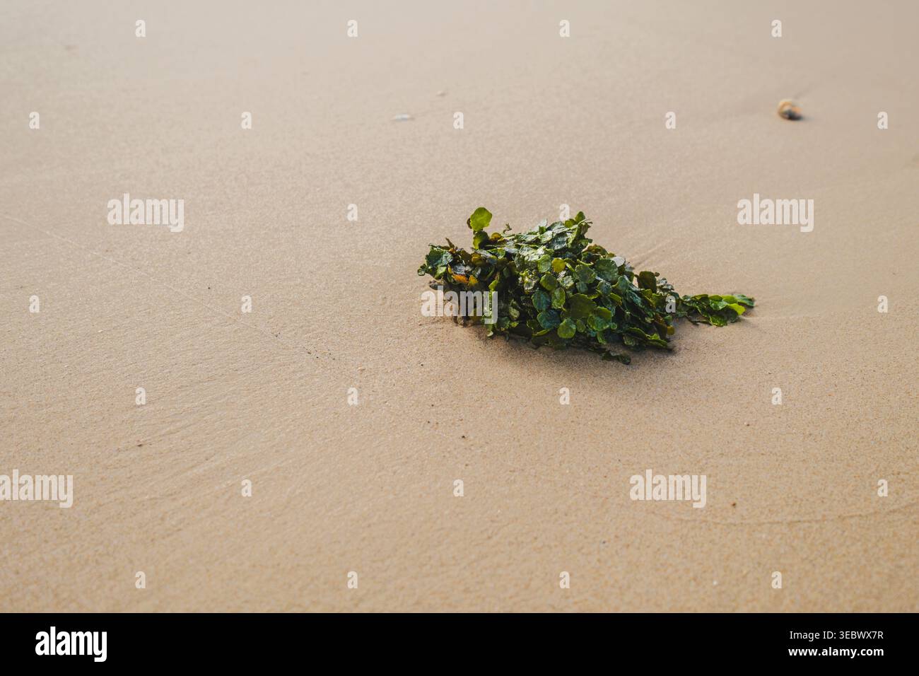 Eine Hochwinkelaufnahme einer einzelnen Gruppe grüner Algen, die an einem glatten, braunen Sandstrand gespült wurde. Stockfoto