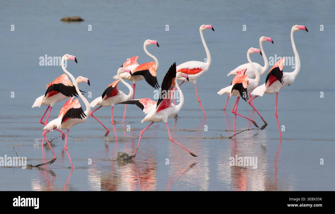 Großer Flamingo (Phoenicopterus roseus), Naturschutzgebiet Vendicari, Sizilien, Italien. Stockfoto