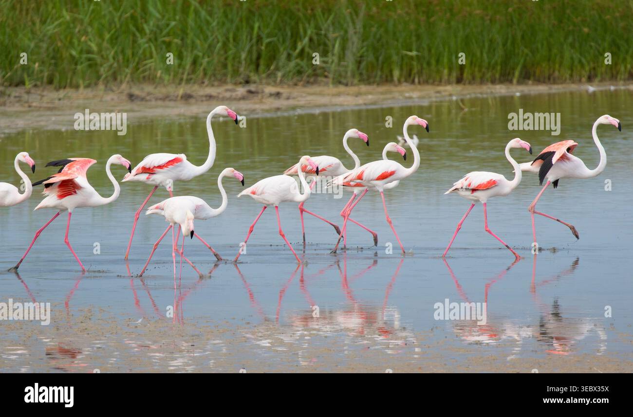 Großer Flamingo (Phoenicopterus roseus), Naturschutzgebiet Vendicari, Sizilien, Italien. Stockfoto