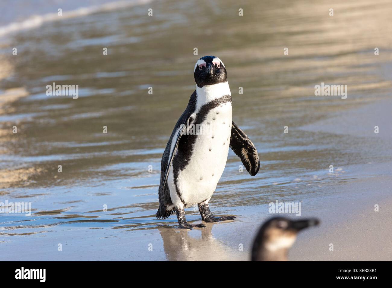 Erwachsener Pinguin Am Strand Stockfoto