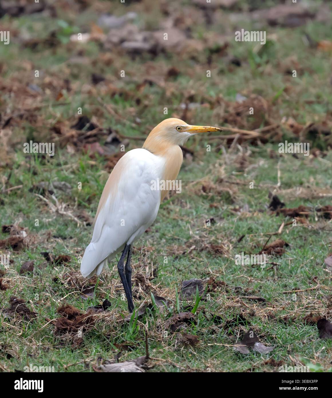 Rinderreiher im Zuchtgefieder. Dieses Foto wurde aus Bangladesch gemacht. Stockfoto