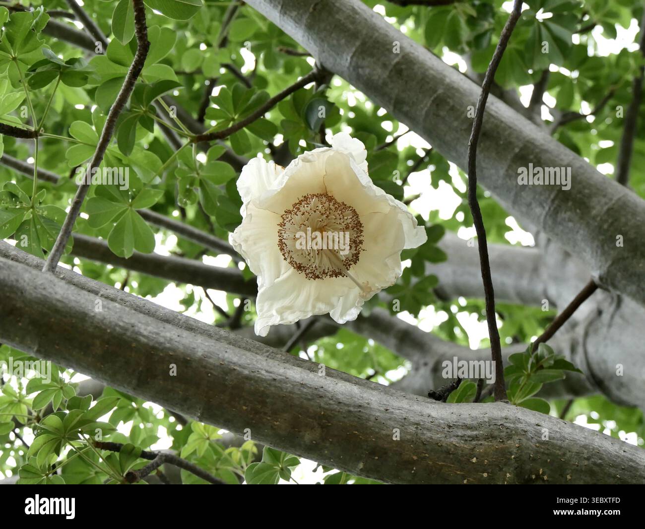 Niedriger Blickwinkel auf die cremefarbene Blüte in den Zweigen des afrikanischen Baobab-Baumes, adansonia digitata, mit einzigartiger Blume, die herunterhängt Stockfoto