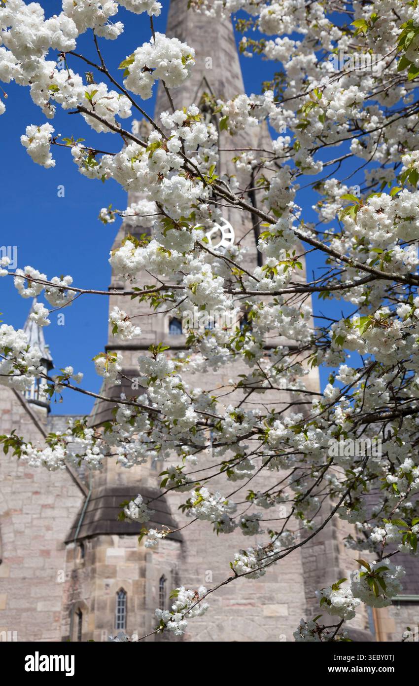Weiße Kirschblüte vor der Kirche, Helensburgh, Schottland Stockfoto