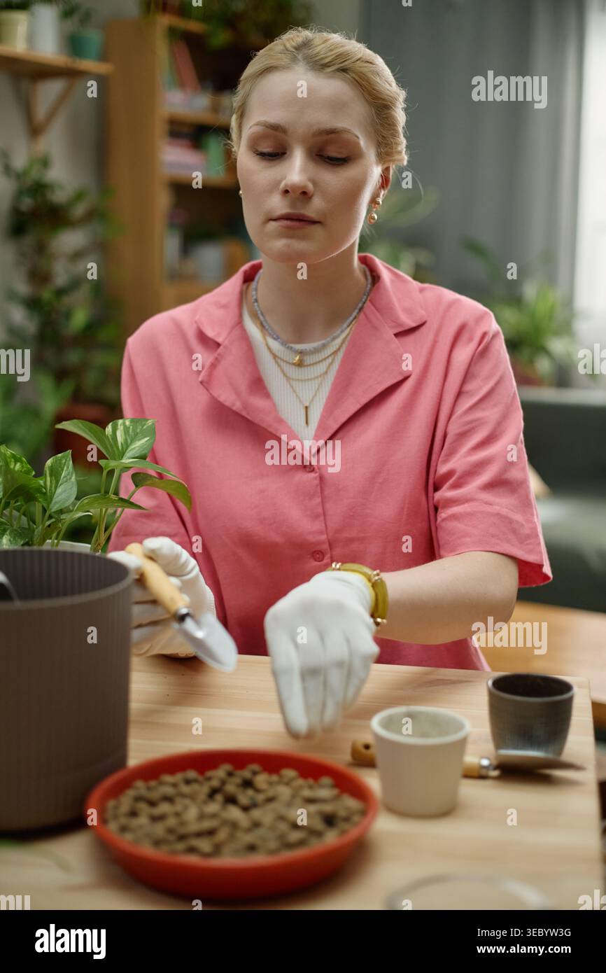 Erwachsene Frau, die Zimmerpflanze für Home Gardening Hobby umtopft Stockfoto