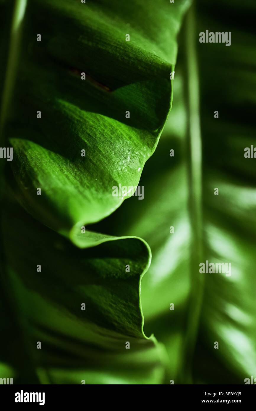 Tropisches grünes Blatt mit natürlicher Textur für umweltfreundliches Branding Stockfoto