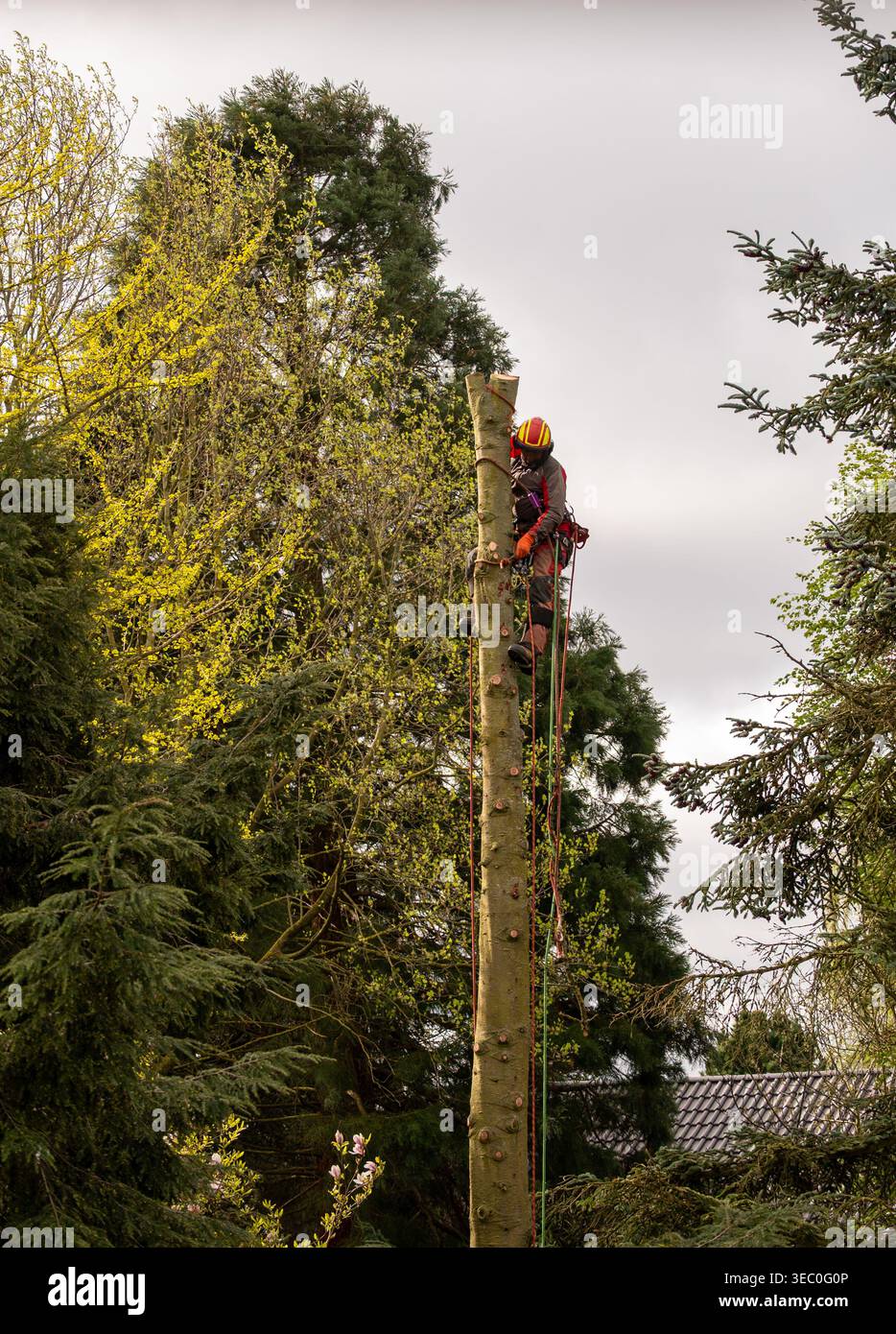 Professioneller Baumchirurg schneidet Baum mit Kettensäge unter Verwendung von Seilen und Sicherheitsausrüstung, Baumfällungsdienst, Forstarbeit in Höhen im Außenbereich Stockfoto