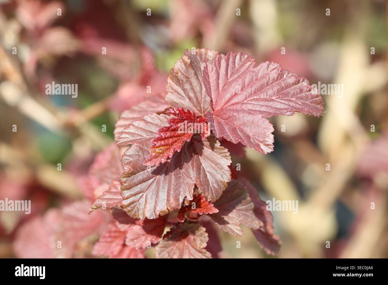 Physocarpus opulifolius Lady in Red („Tuilad“), Neujahrs-ninebark-Blätter in einem kräftigen roten Violett / Bronze. Stockfoto