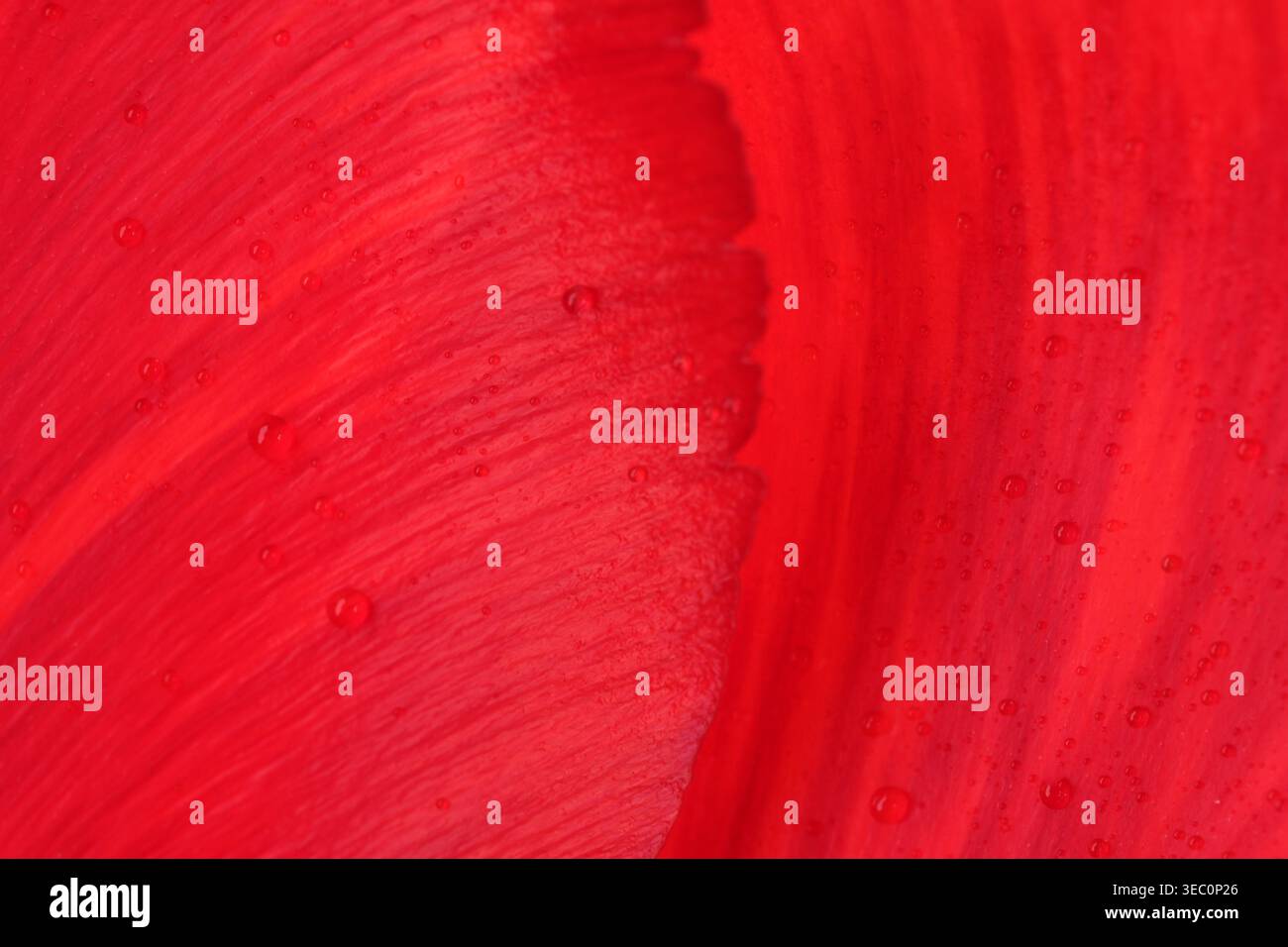 Leuchtend rote Farben tanzen sanft zusammen und schaffen einen faszinierenden Fluss von Kunst. Stockfoto