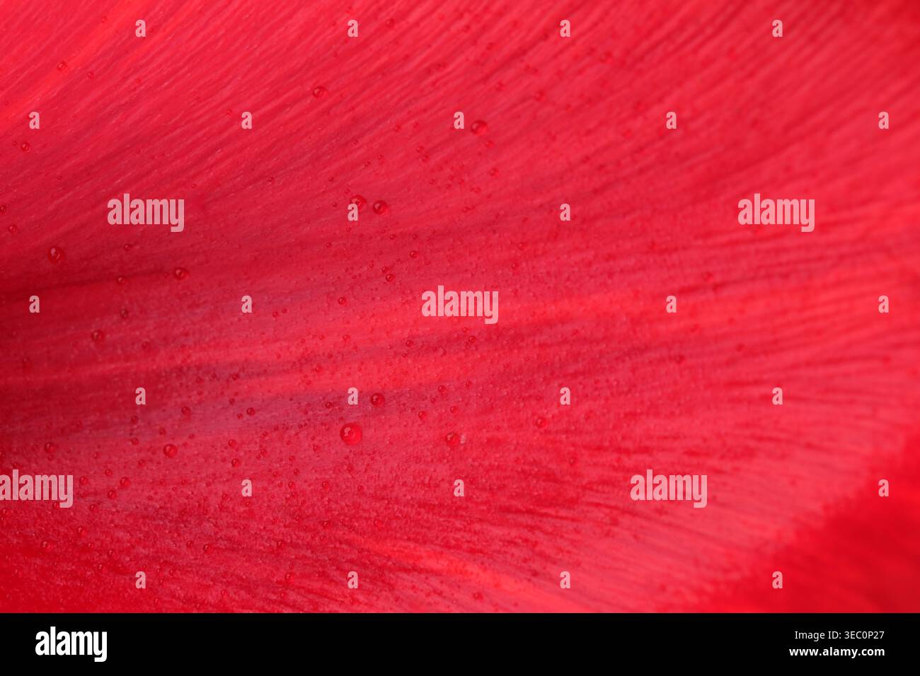 Tiefrote Blütenblätter zeigen atemberaubende Muster und Tropfen, die im Licht glitzern. Stockfoto