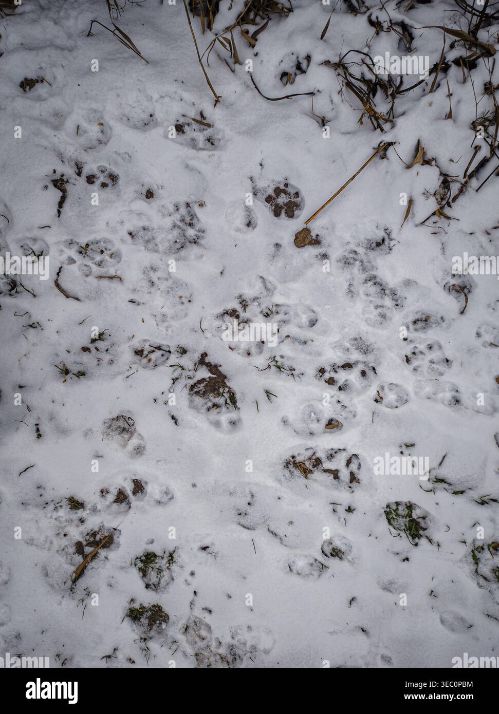 Tierpfoten-Abdrücke in Schnee in der Nähe von Gras und Stämmen Stockfoto