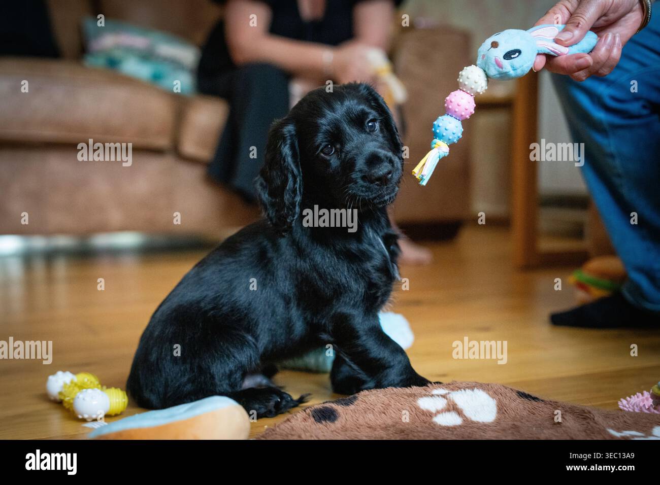 Kleiner schwarzer Hündchensprockador sitzt und spielt mit Spielzeug Stockfoto