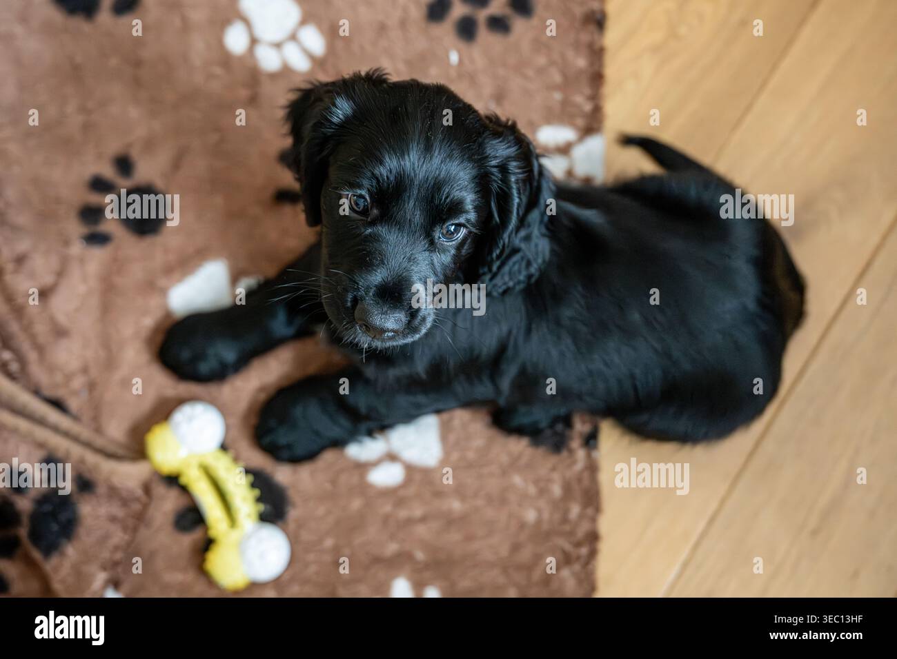 Kleiner schwarzer Hündchensprockador sitzt und spielt mit Spielzeug Stockfoto