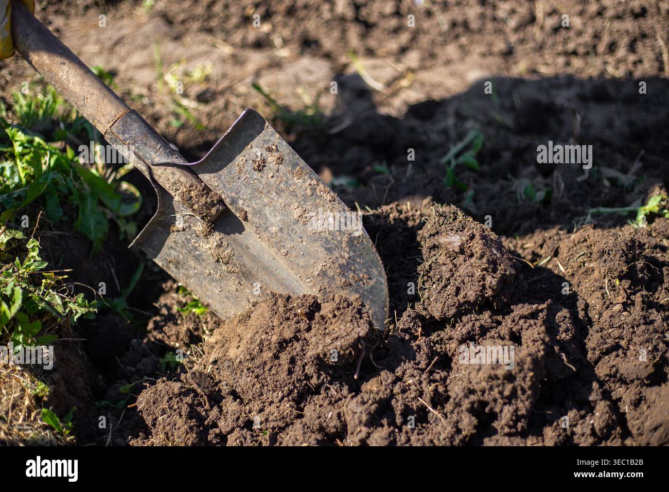 Eine Nahaufnahme einer Metallschaufel, die in den Gartenboden gräbt. Bodenvorbereitung, landwirtschaftliche Werkzeuge, Frühlingsgartenarbeit Stockfoto