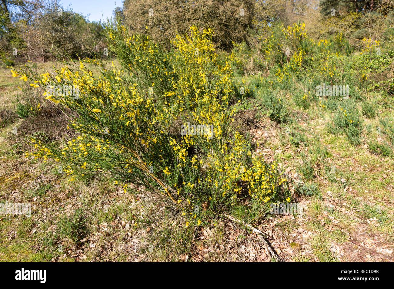 Gelbe Blüten von Ginster, Cytisus scoparius, wächst auf Heideflächen, Shottisham, Suffolk, England, Großbritannien Stockfoto