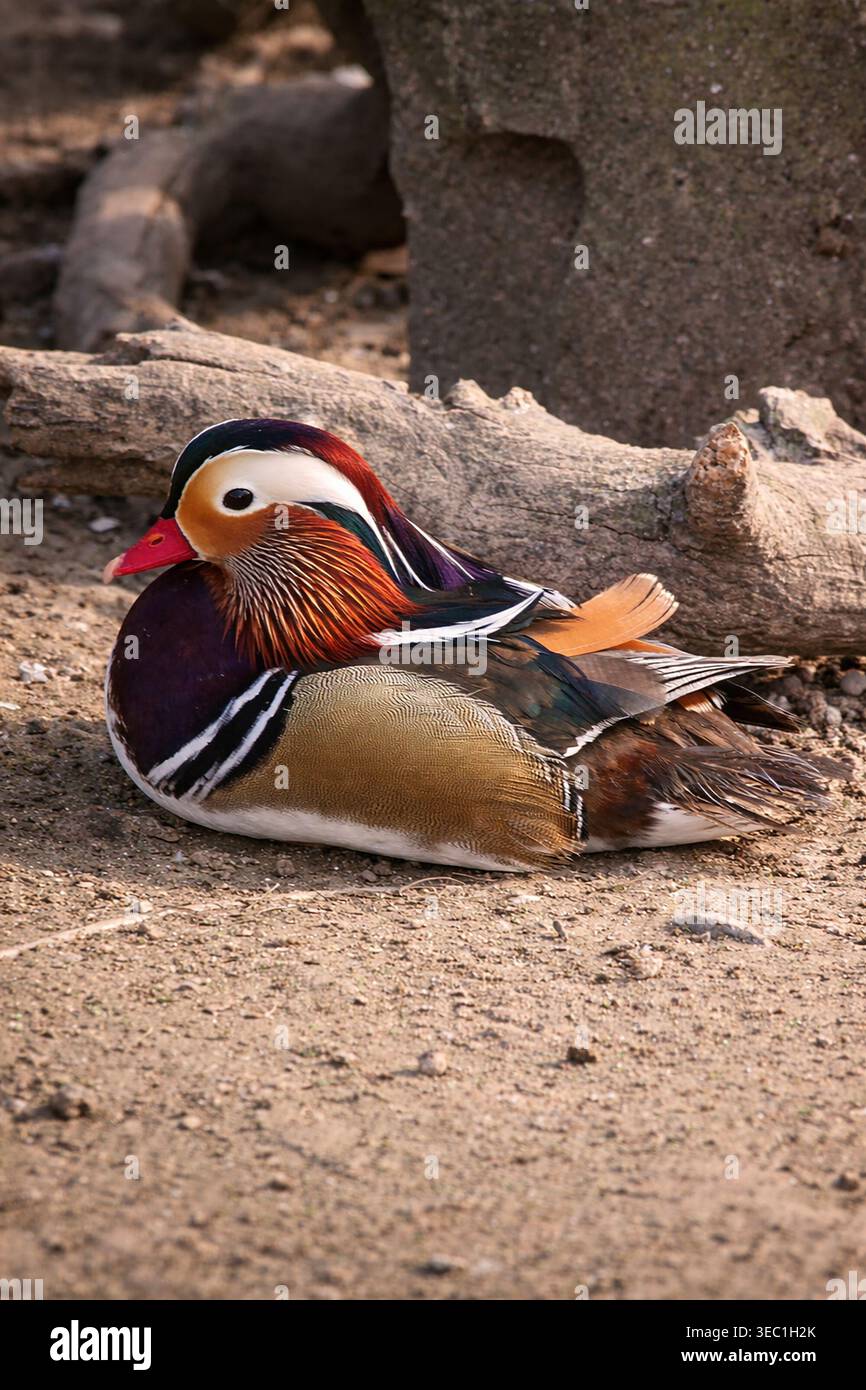 Mandarinente auf dem Boden, Nahaufnahme Stockfoto