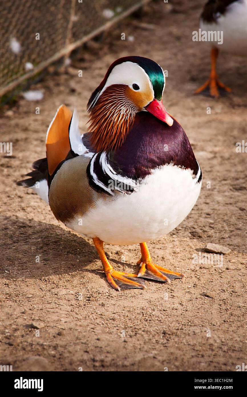 Mandarinente auf dem Boden, Nahaufnahme Stockfoto