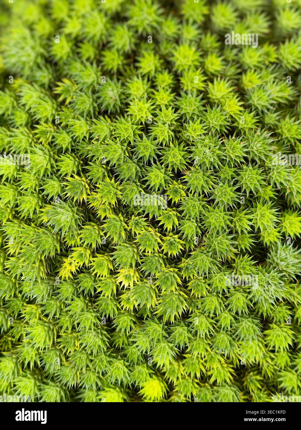Fraktales grünes Sukkulentenmuster. Symmetrischer Makro-Natur-Aufnahme für biophile Innenräume und Resilienzthemen. Stockfoto