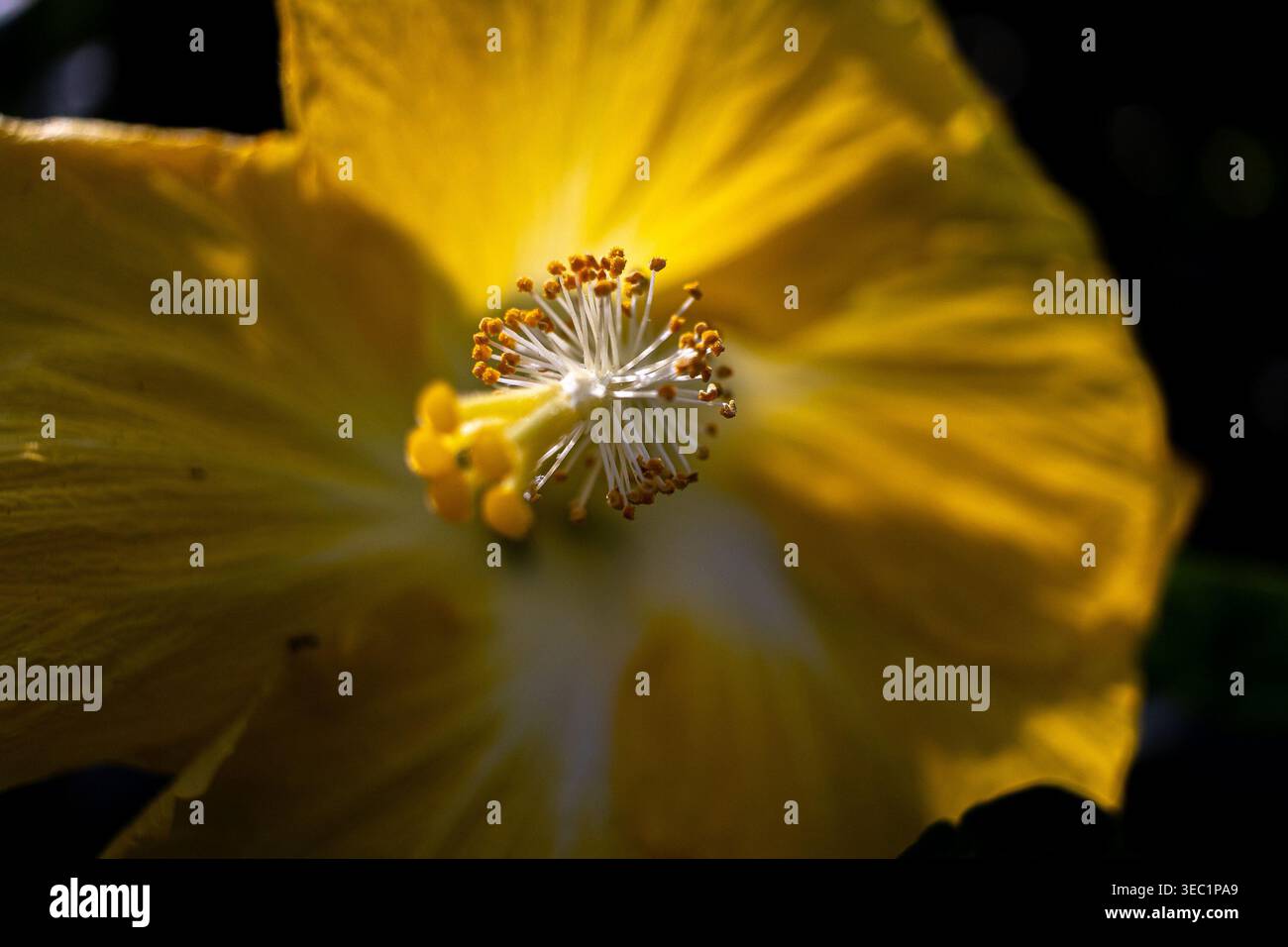 Gelbe Hibiskusblüte, Hibiscus rosa-sinensis, Nahaufnahme der Staminalsäule, Stil, Antheren und Stigmen Stockfoto