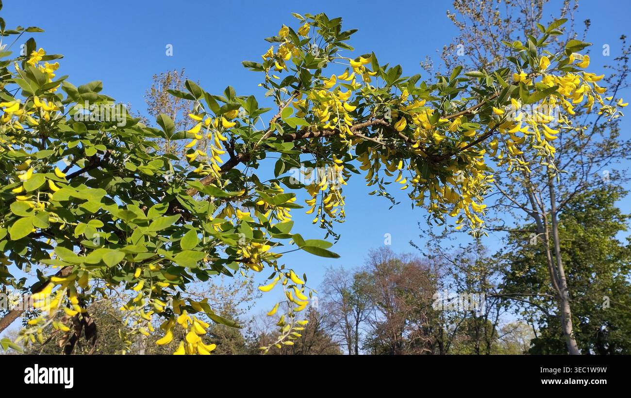 Laburnum anagyroides Cytisus laburnum, auch bekannt als Laburnum, goldene Kette oder goldener Regen, ist eine blühende Pflanzenart aus der Unterfamilie Faboideae und Stockfoto