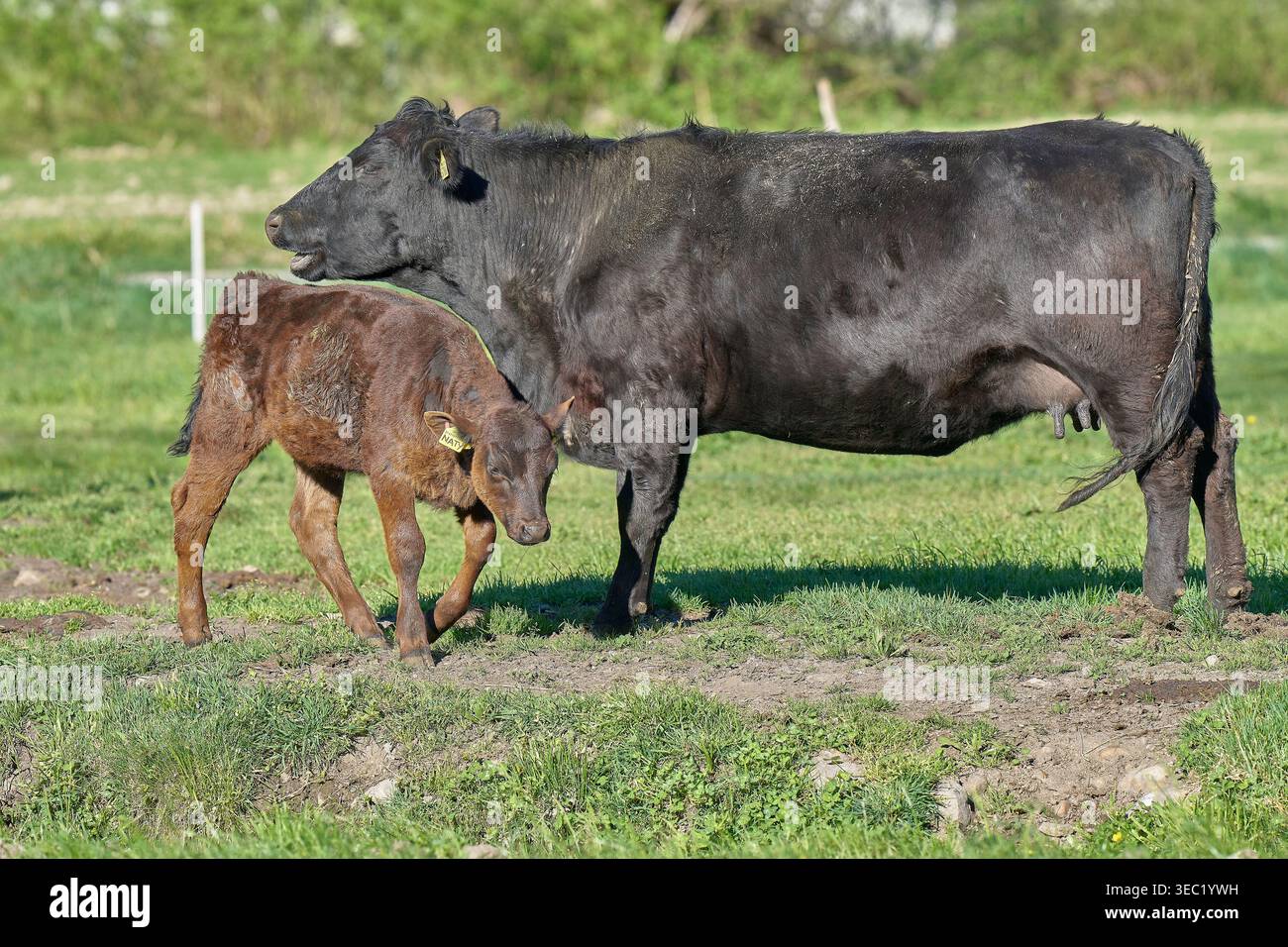 Kühe und Kälber weiden gemeinsam auf den grünen Weiden von Valchiavenna, ein ruhiger Moment des ländlichen Lebens im Alpental. Stockfoto