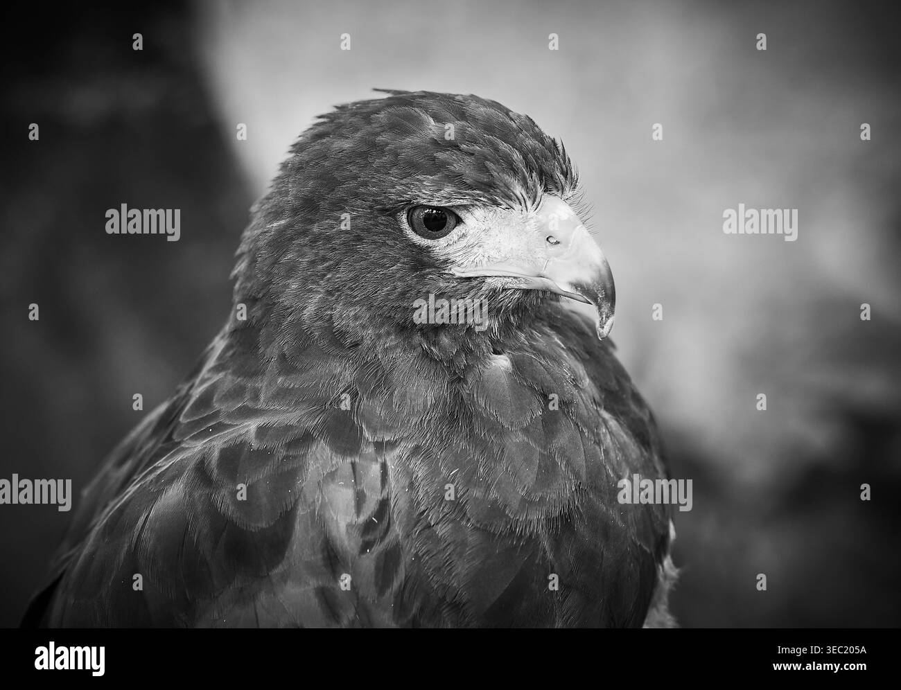 Schwarzweiß-Nahporträt eines goldenen Adlers, detailreiche Tierwelt- und Greifvogelfotografie. Stockfoto
