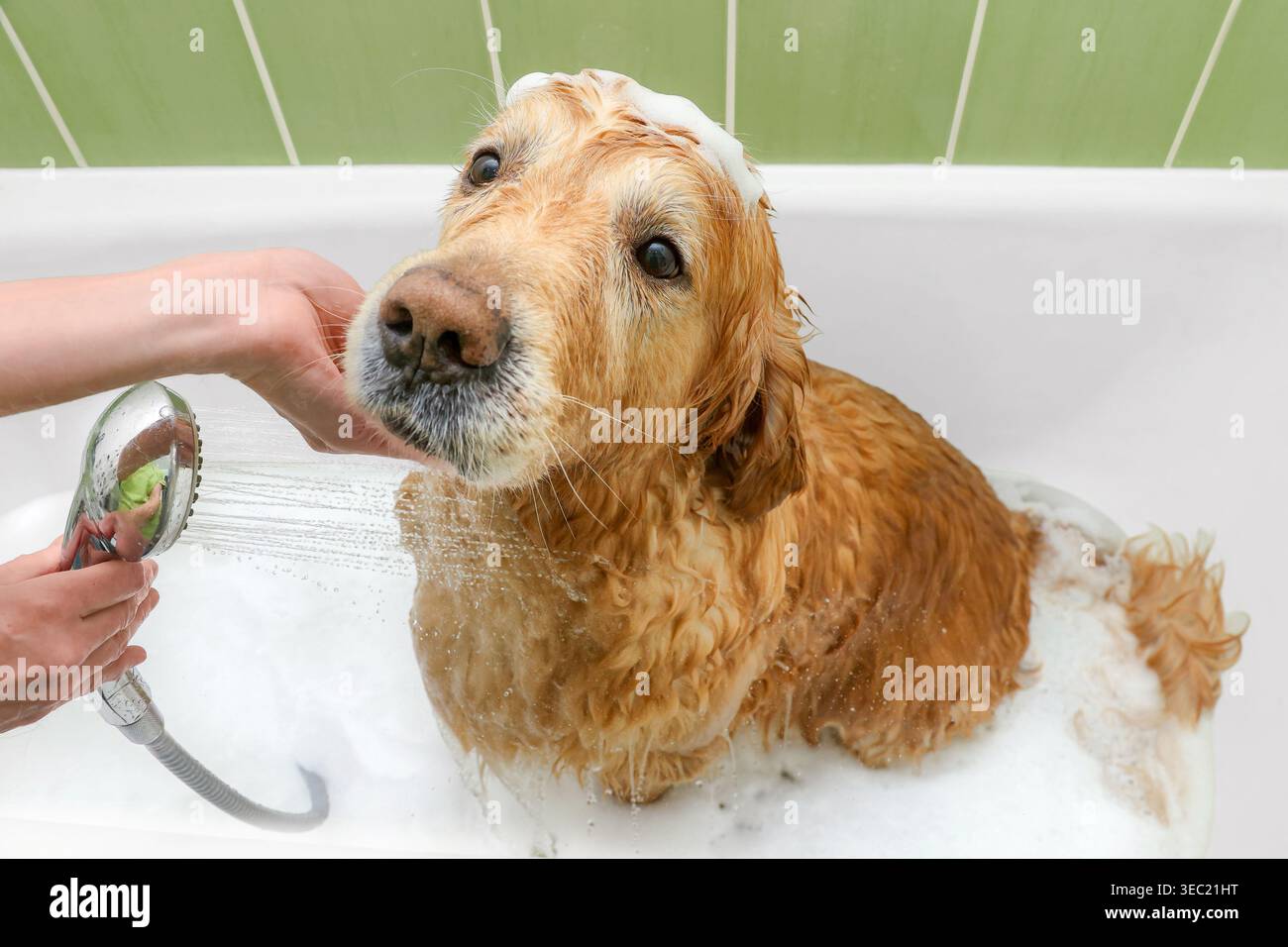 Nasser Hund Golden Retriever, der in einem Schaumbad sitzt, während der Besitzer den Hund in der Badewanne wäscht Stockfoto