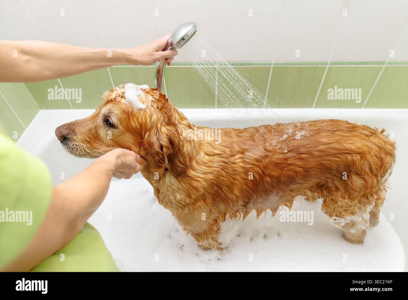 Golden Retriever Hund wird während des Bades in der Badewanne zu Hause mit Duschkopf gespült Stockfoto