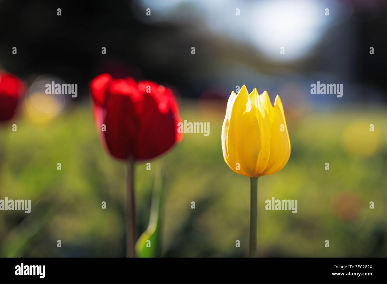 Einzelne gelbe Tulpe hebt sich von roten Tulpen auf einem grünen Feld ab, Konzept von Individualität und Einzigartigkeit. Stockfoto
