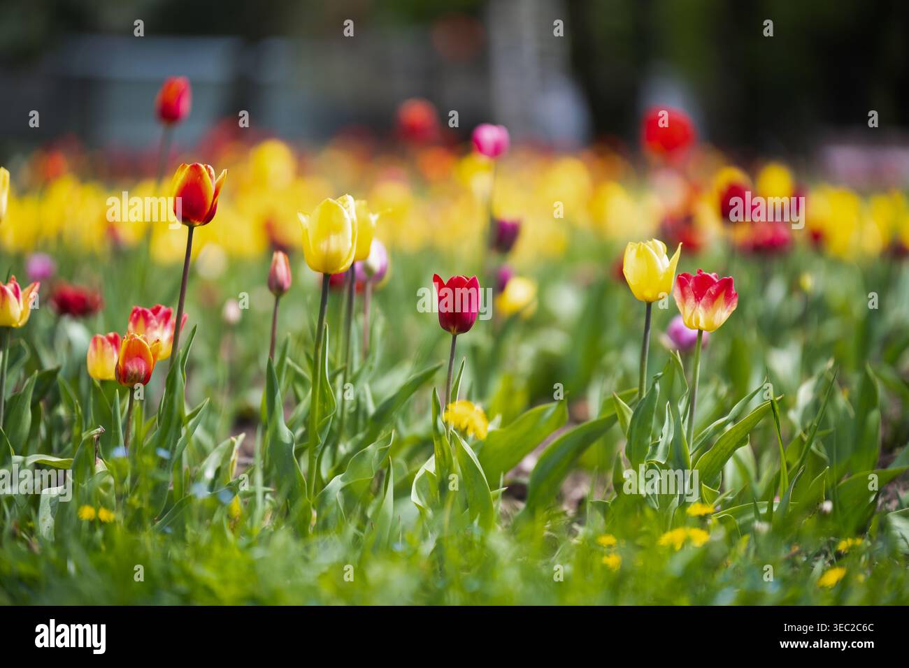 Farbenfrohes Tulpenfeld mit verschiedenen roten, gelben und violetten Blumen, die an einem sonnigen Frühlingstag in einem Stadtpark blühen. Stockfoto