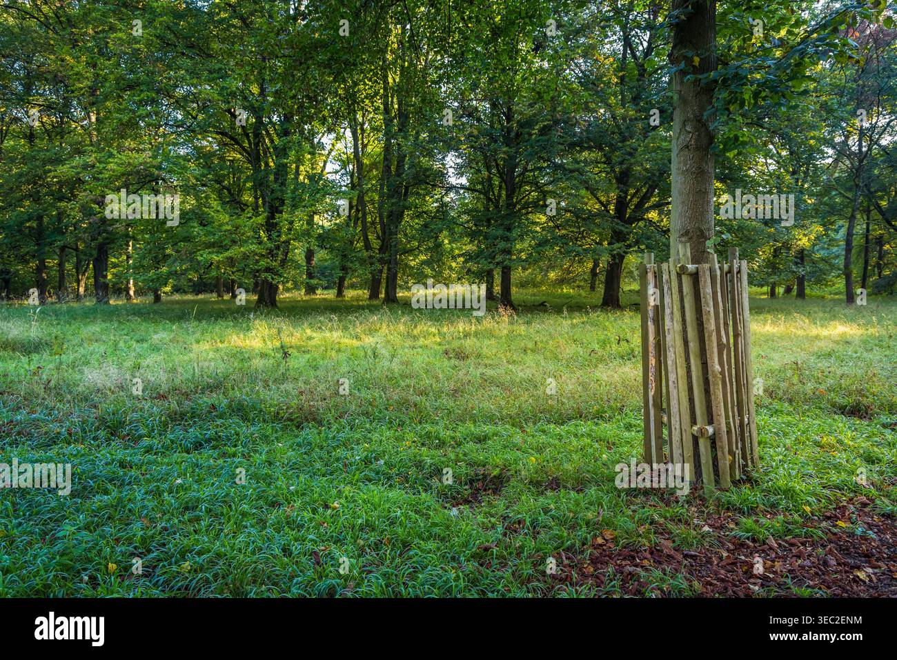 Schutzgitter aus Holz für Tierrinde Stockfoto