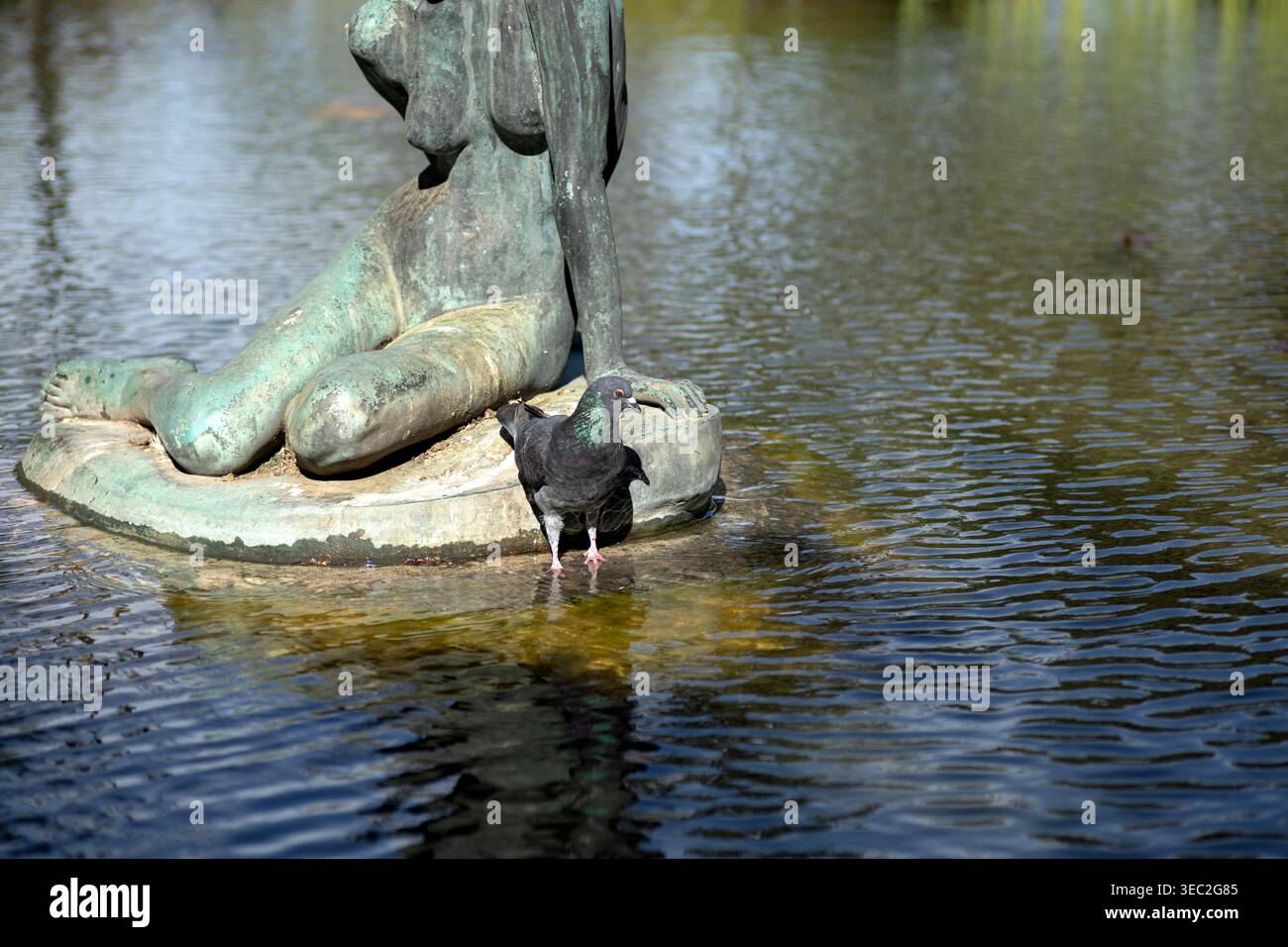 Echte Taube, die neben einer Bronzestatue im Wasser ruht Stockfoto