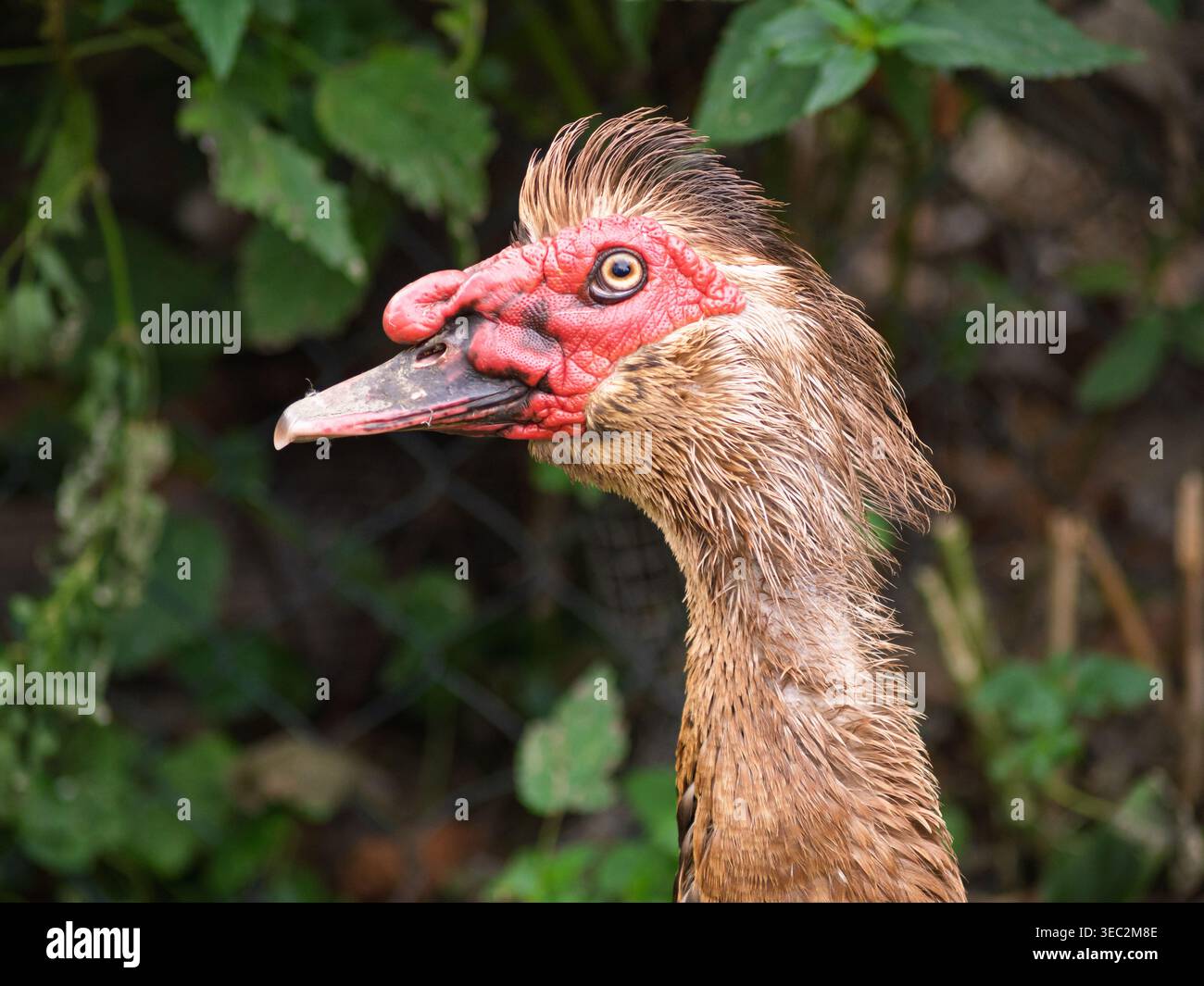 Nahaufnahme Porträt des Muscovy-Entenkopfes (Cairina moschata domesticus) mit roten Karunkeln, dunklem Schnabel, Augendetail und nassen nackenfedern gegen grüne nat Stockfoto