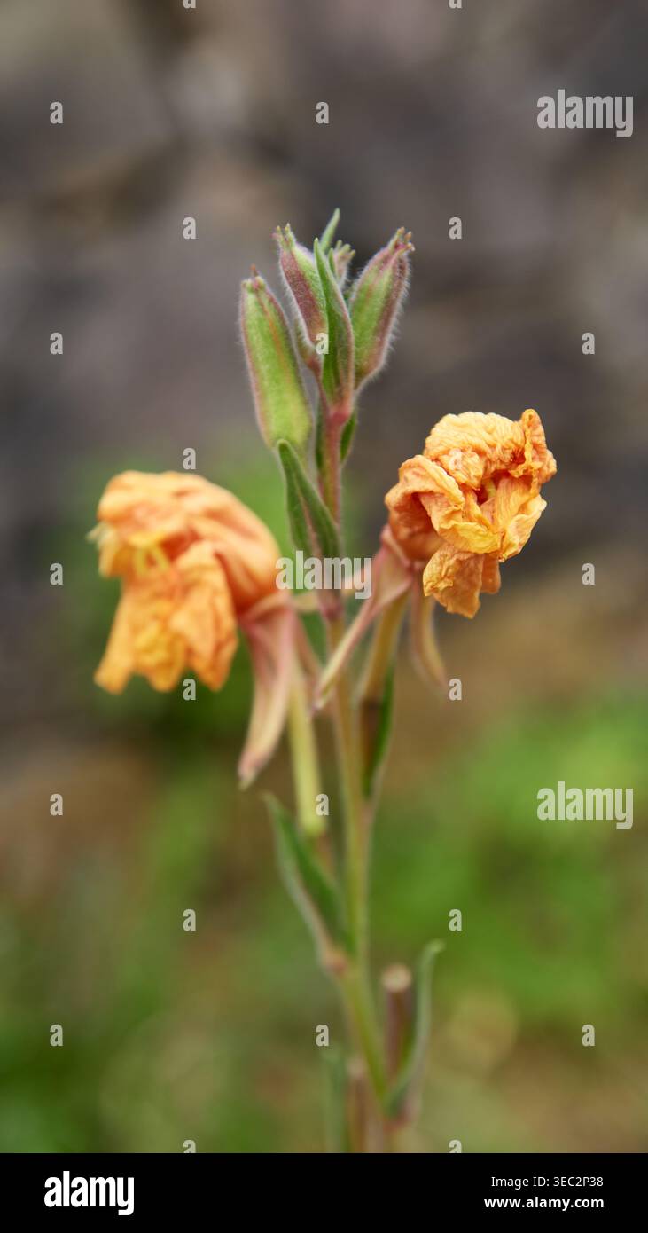 Verwelkte Orangenblüten und grüne Samenkapseln, natürlicher Hintergrund mit weichem Fokus, Nahaufnahme des botanischen Zerfallskonzepts Stockfoto