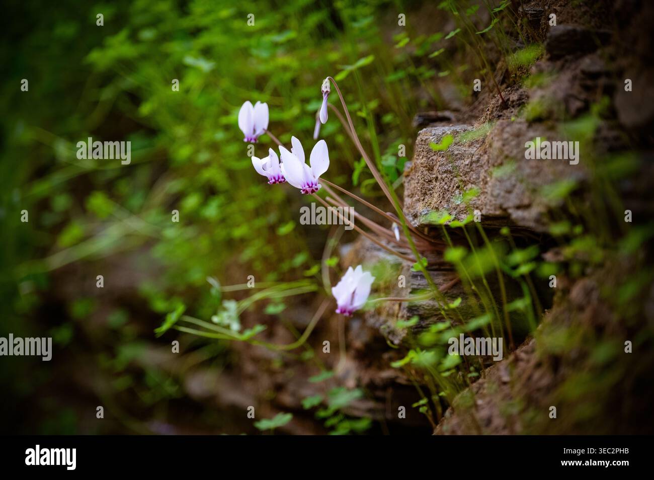 Ein wildes Cyclamen, das in den Steinen wächst, auf der Insel Andros, Kykladen, Griechenland Stockfoto