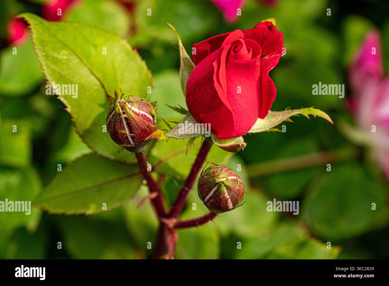 Nahaufnahme einer roten Rosenknospe mit zwei ungeöffneten Knospen auf einem grünen Stiel vor einem weichen, verschwommenen Gartenhintergrund Stockfoto