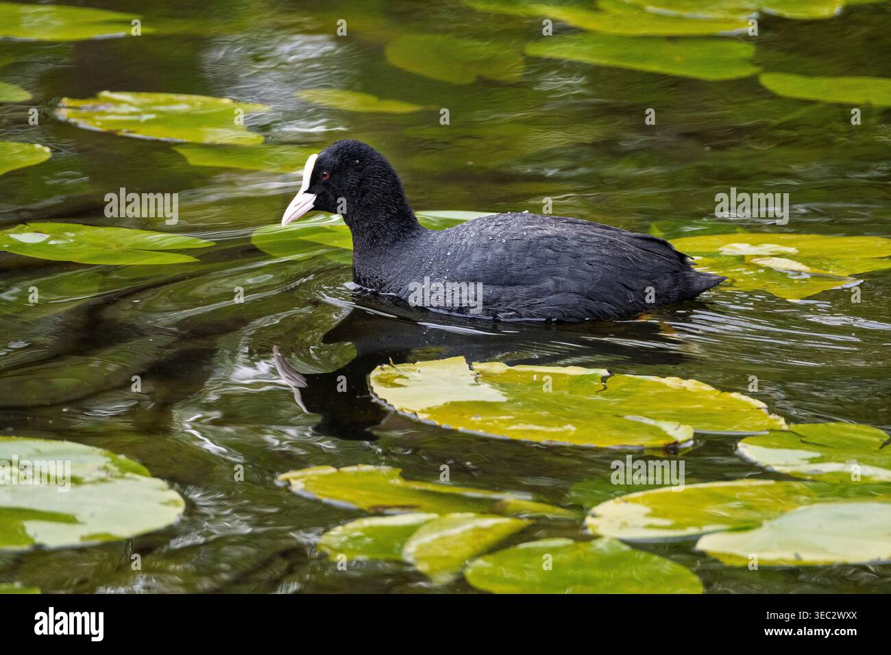 Ein Coot unter Wasserlilien. Stockfoto