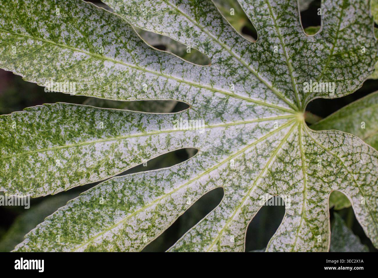 Nahaufnahme eines Blattes der fatsia-Pflanze im Garten Stockfoto