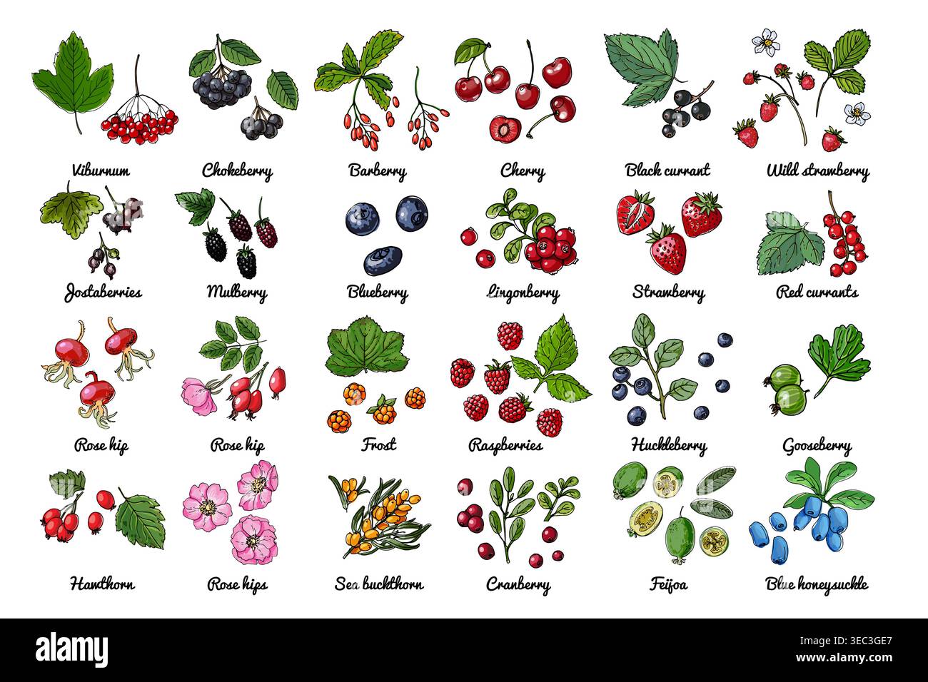 Vektor-Lebensmittel-Symbole von Beeren. Farbige Skizze von Lebensmitteln. Schwarze Johannisbeere, rote Johannisbeere, wilde Erdbeere Stock Vektor