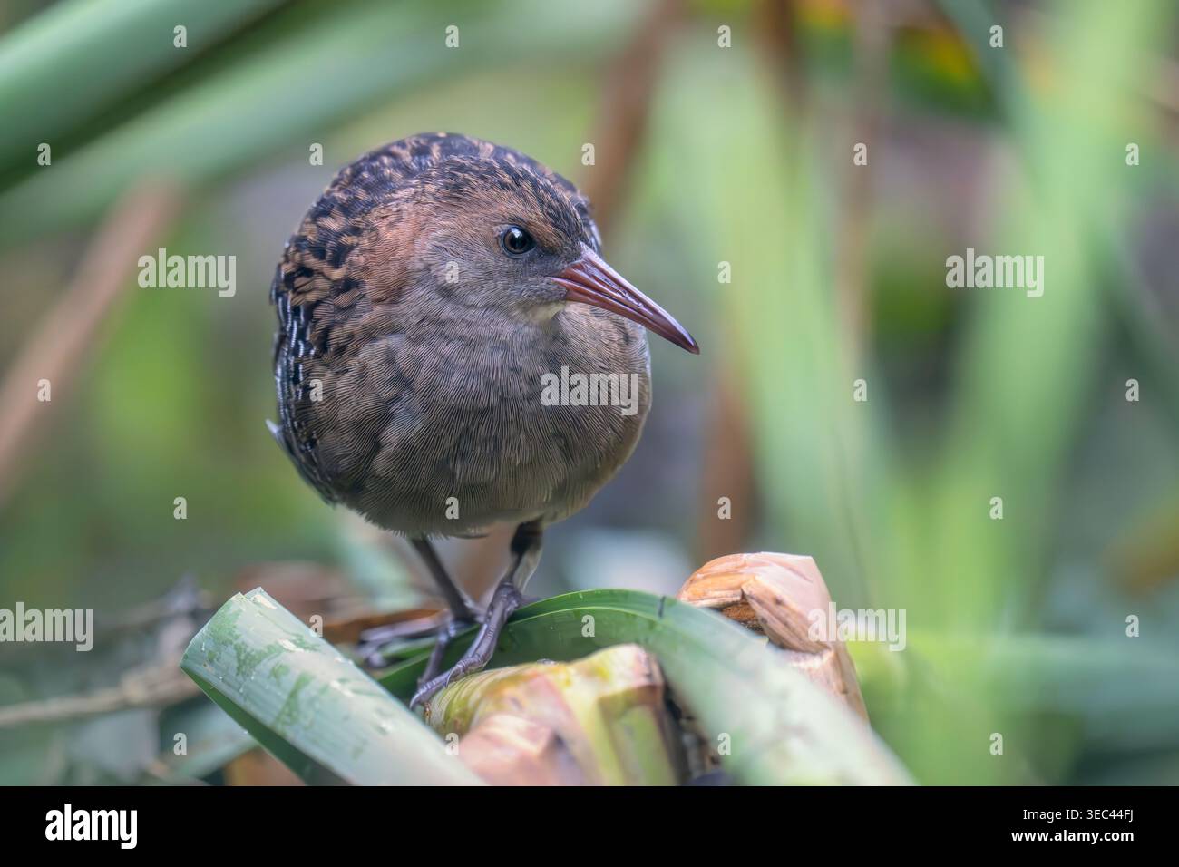 Nahaufnahme einer Lewin's Rail (Lewinia pectoralis), die auf gebrochenen Schilfstämmen am Rand eines australischen Süßwassersumpfes in Victoria, Australien thront Stockfoto