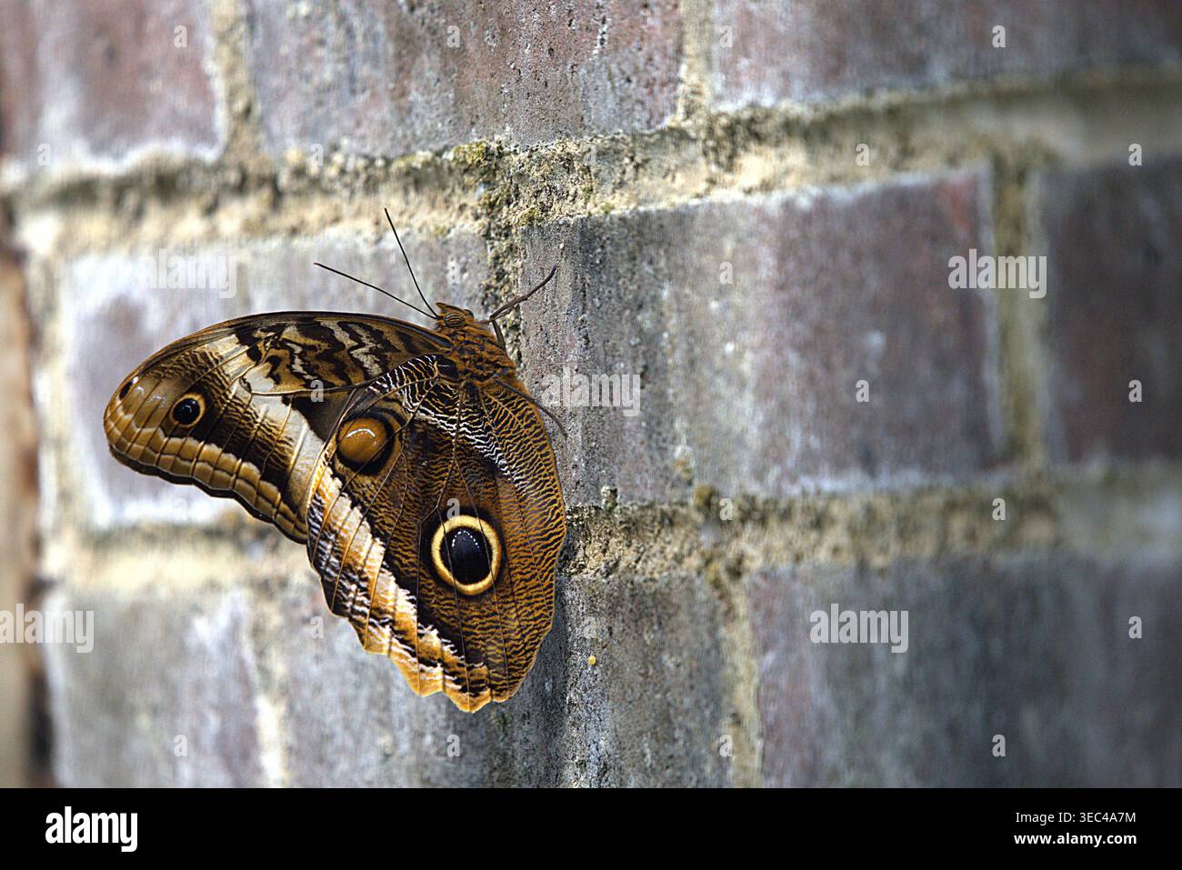 Ein Rieseneule-Schmetterling (Gattung Caligo), der auf einer verwitterten Ziegelmauer mit geschlossenen Flügeln ruht und seine komplizierte braune und braune Tarnung zeigt. Stockfoto